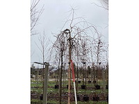 Roodbladerige berk - vormboom - afbeelding 3 van  3