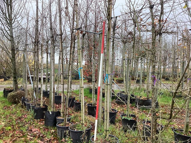 Roodbladerige esdoorn - parkbomen (3x) - afbeelding 1 van  3