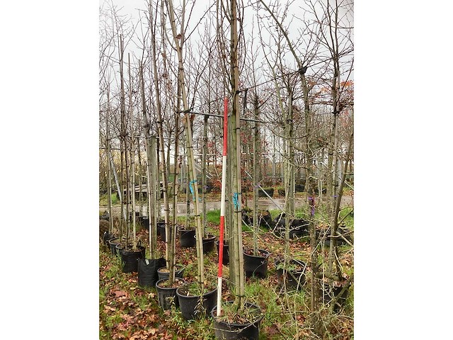 Roodbladerige esdoorn - parkbomen (3x) - afbeelding 2 van  3