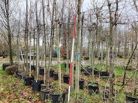 Roodbladerige esdoorn - parkboom (2x) - afbeelding 1 van  3