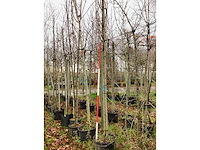 Roodbladerige esdoorn - parkboom (2x) - afbeelding 2 van  3