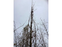 Roodbladerige esdoorn - parkboom (2x) - afbeelding 3 van  3