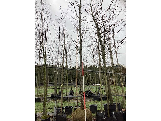 Roodbladerige noorse esdoorn - parkboom - afbeelding 2 van  3