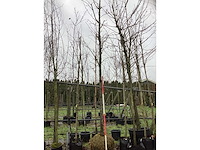 Roodbladerige noorse esdoorn - parkboom - afbeelding 2 van  3