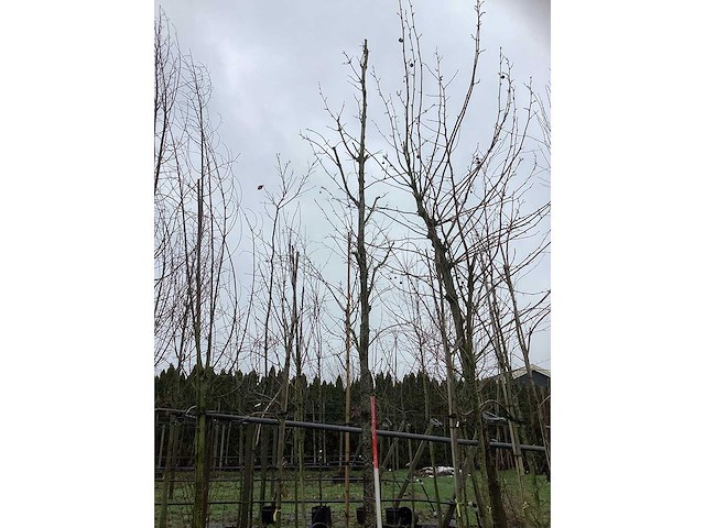 Roodbladerige noorse esdoorn - parkboom - afbeelding 3 van  3