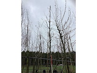 Roodbladerige noorse esdoorn - parkboom - afbeelding 3 van  3