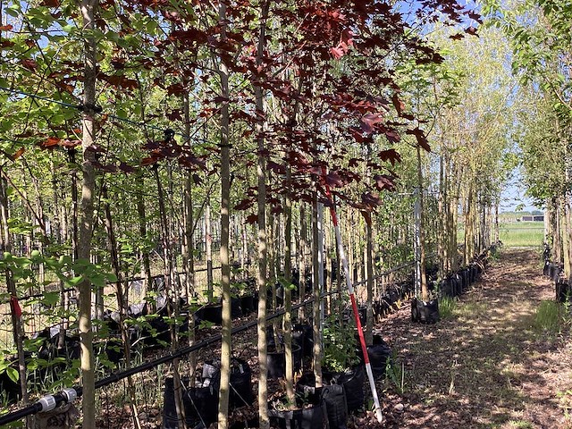 Roodbladige noorse esdoorn - laanboom - afbeelding 2 van  3