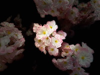 Royal pachira kersen bloesem kunstboom - afbeelding 7 van  17