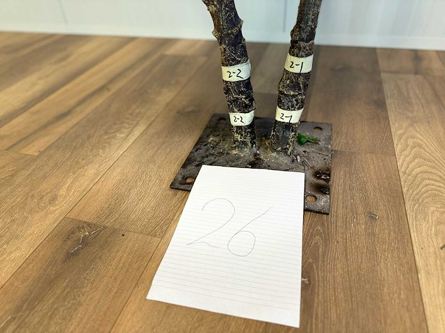 Royal pachira kersen bloesem kunstboom - afbeelding 9 van  17