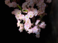 Royal pachira kersen bloesem kunstboom - afbeelding 6 van  18