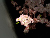 Royal pachira kersen bloesem kunstboom - afbeelding 3 van  16