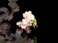 Royal pachira kersen bloesem kunstboom - afbeelding 5 van  16