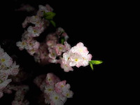 Royal pachira kersen bloesem kunstboom - afbeelding 6 van  16