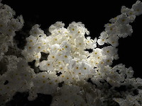 Royal pachira kersen bloesem kunstboom - afbeelding 16 van  25