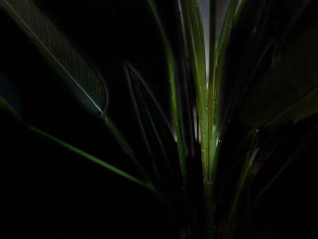 Royal pachira kunstboom - afbeelding 5 van  16