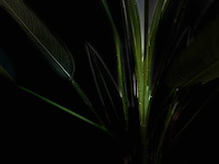 Royal pachira kunstboom - afbeelding 5 van  16