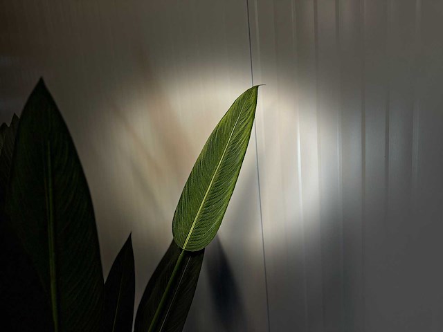 Royal pachira kunstboom - afbeelding 6 van  16