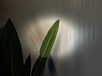 Royal pachira kunstboom - afbeelding 6 van  16