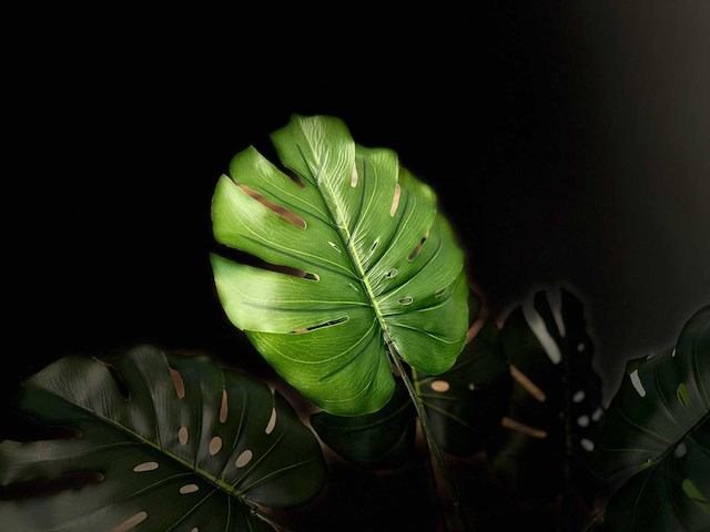 Royal pachira monsteria deliciosa kunstboom - afbeelding 4 van  16