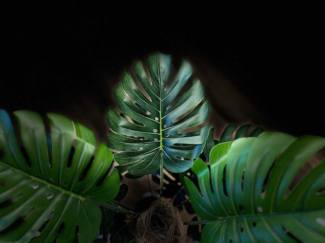 Royal pachira monsteria deliciosa kunstboom - afbeelding 5 van  16