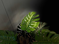 Royal pachira monsteria deliciosa kunstboom - afbeelding 3 van  16