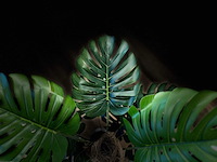 Royal pachira monsteria deliciosa kunstboom - afbeelding 5 van  16