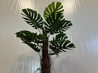 Royal pachira monsteria deliciosa kunstboom - afbeelding 14 van  16