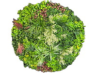 Royal pachira wand paneel rond (5x) - afbeelding 1 van  13