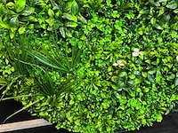 Royal pachira wand paneel rond (5x) - afbeelding 10 van  11