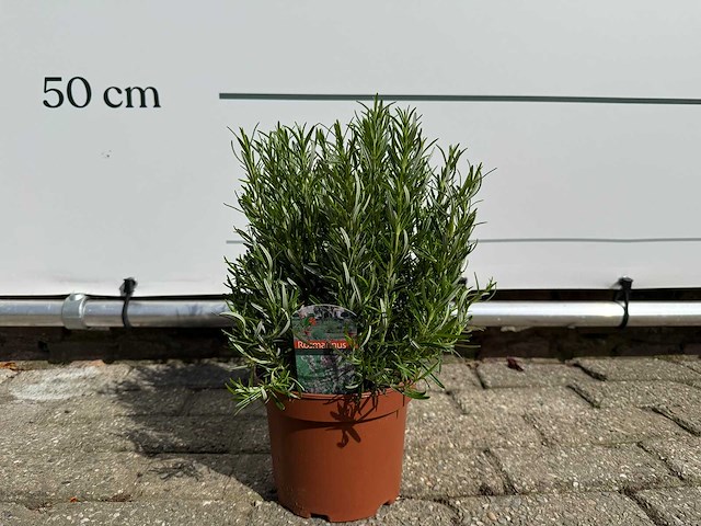 Rozemarijn - rosmarinus officinalis - hoogte ca. 30 cm - afbeelding 1 van  2