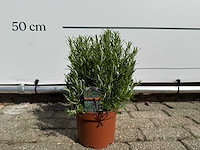 Rozemarijn - rosmarinus officinalis - hoogte ca. 30 cm - afbeelding 1 van  3