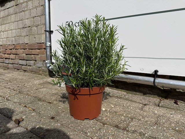 Rozemarijn - rosmarinus officinalis - hoogte ca. 30 cm - afbeelding 2 van  3