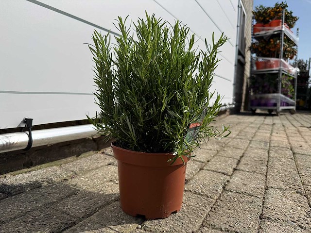 Rozemarijn - rosmarinus officinalis - hoogte ca. 30 cm - afbeelding 3 van  3