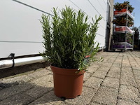 Rozemarijn - rosmarinus officinalis - hoogte ca. 30 cm - afbeelding 3 van  3