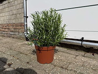 Rozemarijn - rosmarinus officinalis - hoogte ca. 30 cm - afbeelding 2 van  3