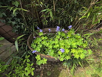 Rustieke plantenbak - afbeelding 2 van  5