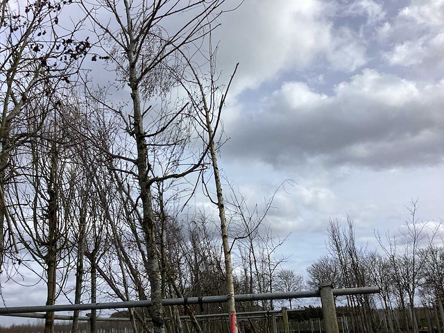 Ruwe berk - vormboom - afbeelding 1 van  3