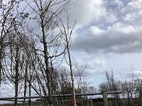 Ruwe berk - vormboom - afbeelding 1 van  3