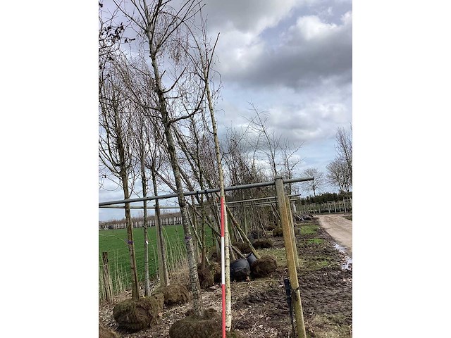 Ruwe berk - vormboom - afbeelding 2 van  3