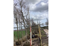 Ruwe berk - vormboom - afbeelding 2 van  3