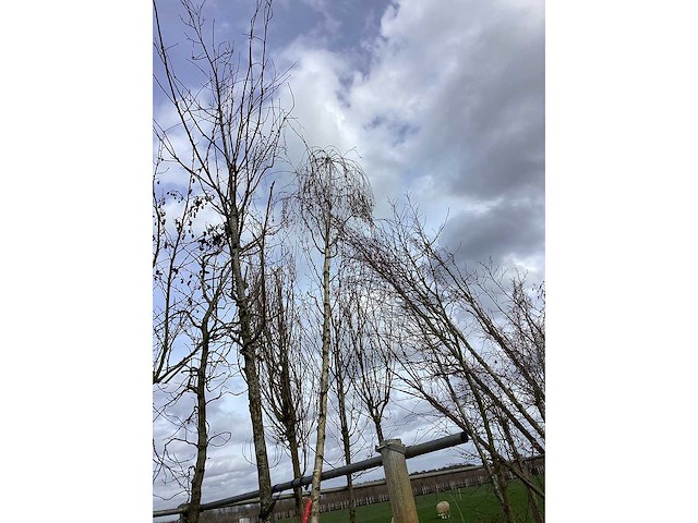 Ruwe berk - vormboom - afbeelding 3 van  3