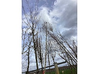 Ruwe berk - vormboom - afbeelding 3 van  3