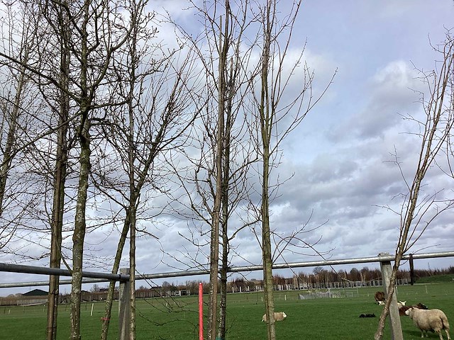 Sargentkers - vormboom - afbeelding 1 van  2