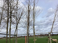 Sargentkers - vormboom - afbeelding 1 van  2