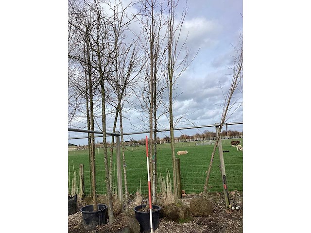 Sargentkers - vormboom - afbeelding 2 van  2