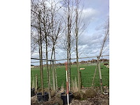 Sargentkers - vormboom - afbeelding 2 van  2