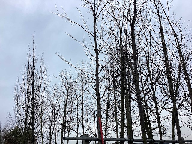 Sargent's kers - vormboom - afbeelding 1 van  2