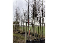 Sargent's kers - vormboom - afbeelding 2 van  2