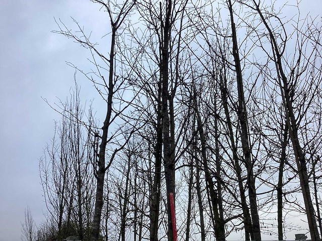 Sargent's kers - vormboom - afbeelding 2 van  2