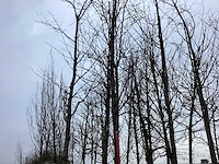 Sargent's kers - vormboom - afbeelding 2 van  2